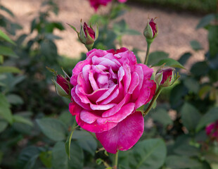 Flowering roses. Closeup view of Rosa Caprice de Meilland, flower buds and flowers of pink and fuchsia petals spring blooming in the garden.