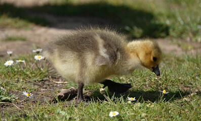 Closeup of a fluffy cute gosling walking on the grass