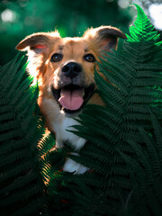 Portret psa w liściach paproci