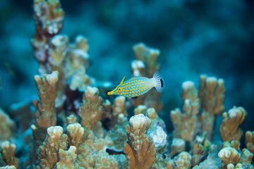 Fototapeta na wymiar テングカワハギ 沖縄　海　珊瑚