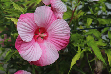 pink hibiscus flower
