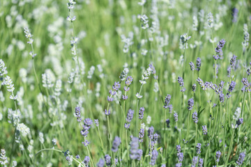 field of bi-colored lavender flowers