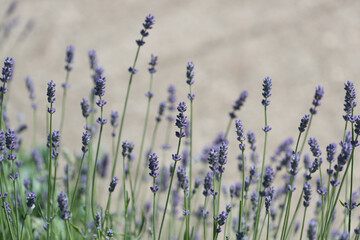 lavender in the garden