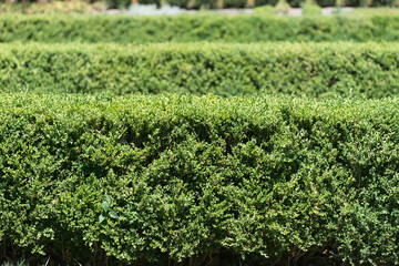 green background (or boxwood hedges)