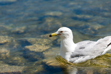 seagull on the lake