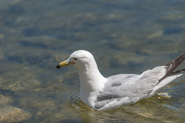 seagull swimming in water