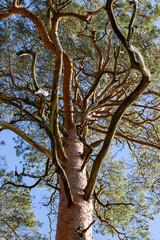 Fototapeta premium View of thick pine branches. The trunk, branches and crown of a large coniferous tree.