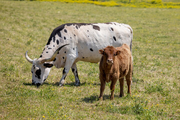 Big Horn Cattle in Lancaster County PA