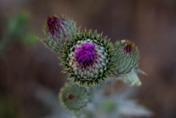 Cardo salvaje floreciendo