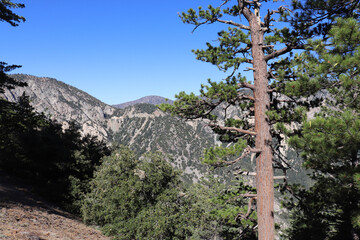 tree in the mountains