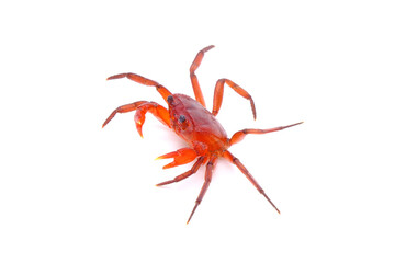 Red land crab (Phricotelphusa limula)(Female) One of world most beautiful fresh water crabs, native only in Phuket island, Thailand.Also known as Fire-Red crabs or waterfalls crab.Exotic pet Isolated 
