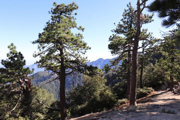 pine trees and sky