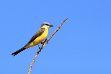 White-throated Kingbird (Tyrannus albogularis) perched on a branch above a blue sky.