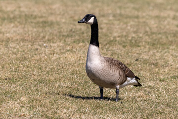 Canada Goose in small pond