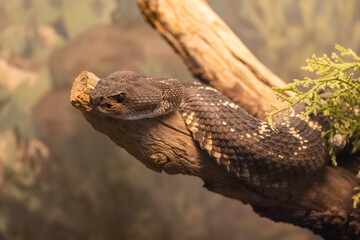 Rattlesnake curled on tree branch
