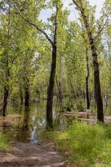 Fototapeta na wymiar Trees in the flooded zone, water flow during high water in a forested area