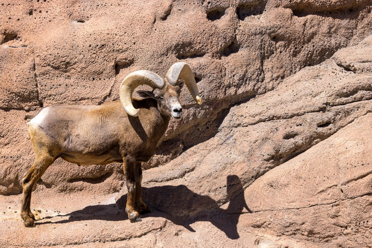 Desert Bighorn Sheep In Arizona