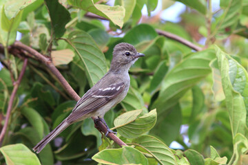 Highland Elaenia (Elaenia obscura) perched on a branch in the foliage.
