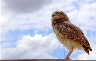 Coruja olhando para o horizonte