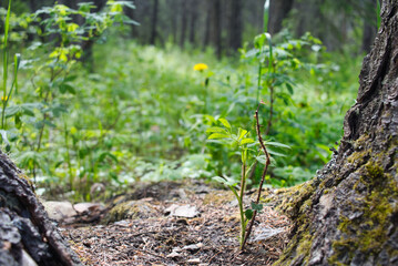 nature grows