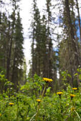 flowers in the forest