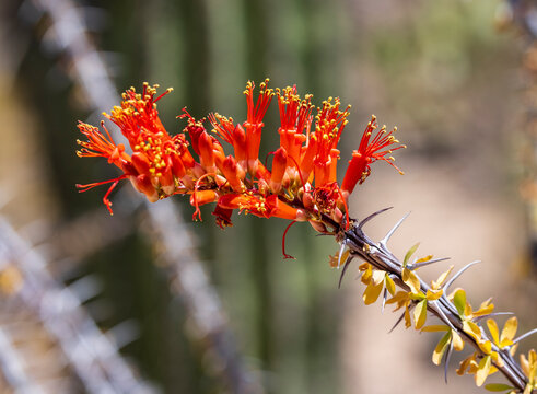 Ocotillo Flowers In Desert South West Of USA 