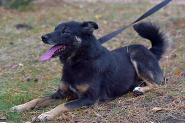black and brown dog mongrel at animal shelter
