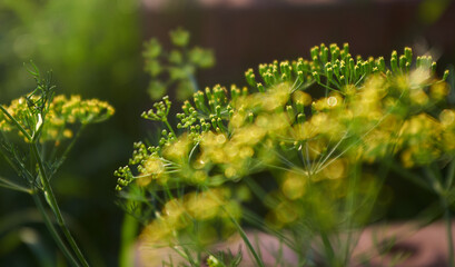 Closeup view of the dill flower in the organic vegetable garden