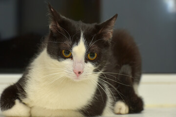 black and white european shorthair cat with orange eyes