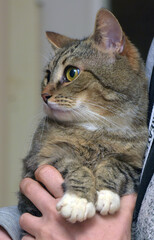 brown and white cute tabby shorthair cat with big eyes
