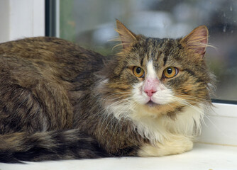 brown and white siberian beautiful fluffy cat