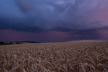 field of golden wheat and red cloudy sky