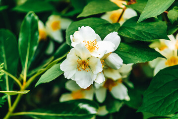 Obraz na płótnie Canvas white jasmine, sweet mock orange, English dogwood flower closeup on the tree with green leaves