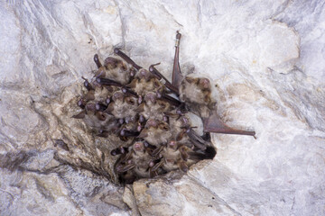 Close up group of strange animals Greater mouse-eared bats Myotis myotis hanging upside down in the...
