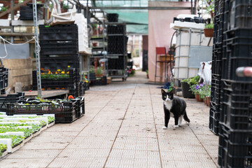 Cat in store with flowers seedling in plastic boxes packed for transportation and selling on market or in plants shop. Growing seasonal blooming greenery for sale. Farm business and gardening industry