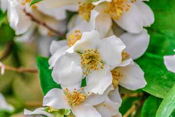 Fototapeta na wymiar white jasmine, sweet mock orange, English dogwood flower closeup on the tree with green leaves
