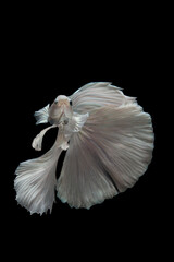 The moving moment beautiful of betta fish on black background