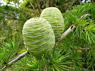 Green cones of Himalayan cedar (Cedrus deodara), nature of Himalayas.