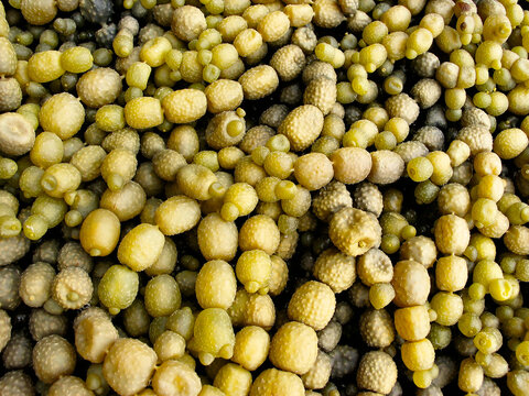 Hormosira banksii, Neptune's necklace algae, New Zealand, close view.