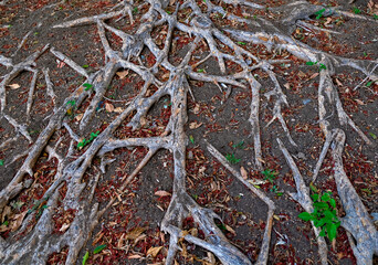 Tangled roots of an old tree in the park.