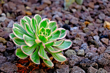 Fresh green succulent plant, angled perspective view,  background of coarse garden ground.