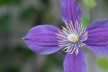 4枚の花びらの紫色のクレマチス
