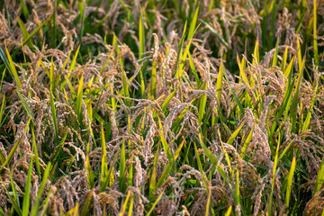 植物,イネ,いね,稲,穂,稲穂,田圃,田んぼ,田,水田,稲作,農業,田畑,秋,稔る,実る,黄金色,黄金,収穫,作物,農作物,農産物,穀物,穀類,食料,食材,米,食糧,農村,田舎,郊外,屋外,無人,結実,横位置,壁紙,背景,カード素材,壁紙素材,背景素材,ポストカード素材,メッセージカード素材,葉書素材,ハガキ素材,はがき素材,緑,緑の葉,食べ物,緑色,葉

