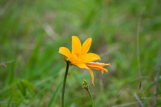 禅庭花images Browse 196 Stock Photos Vectors And Video Adobe Stock