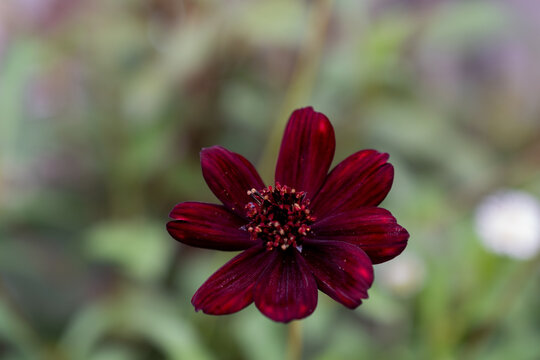 Cosmos Atrosanguineus Images Browse 179 Stock Photos Vectors And Video Adobe Stock