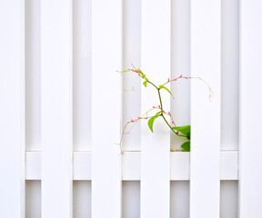 A delicate vine plant with pink flower buds on background of white slatted fence.