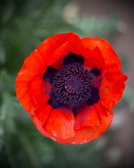 Fototapeta premium red poppy flower