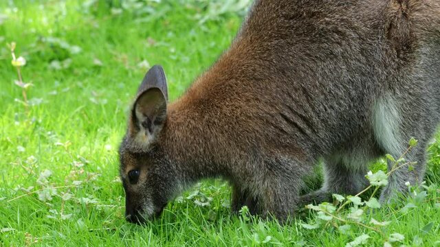 Red-necked Wallaby (Macropus rufogriseus) macropod marsupial, family: Macropodidaem, region: eastern Australia and Tasmania.