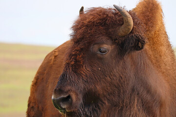 Bison grazing in a field in Tallgrass Prairie, Oklahoma