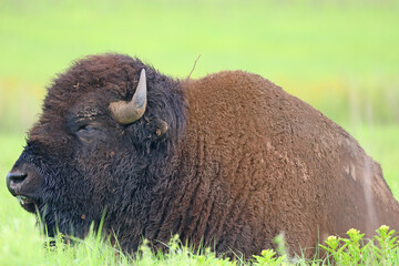 Sleeping Bison, Tallgrass Prairie, Oklahoma